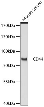 CD44 Rabbit Polyclonal Antibody