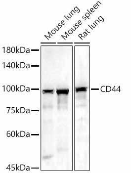 CD44 Rabbit Polyclonal Antibody