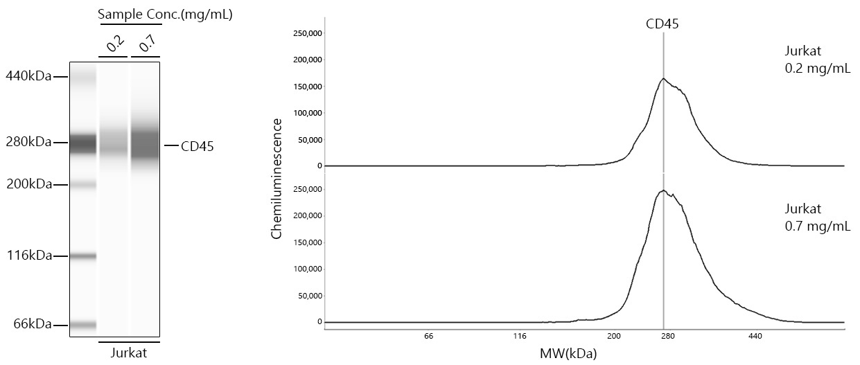 CD45 Rabbit Monoclonal Antibody