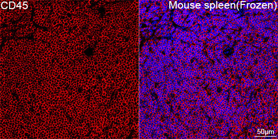 CD45 Rabbit Monoclonal Antibody - Image 7
