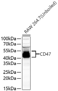 CD47 Rabbit Polyclonal Antibody