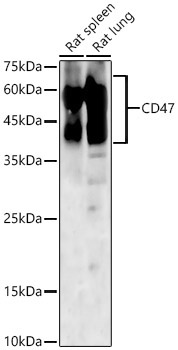 CD47 Rabbit Polyclonal Antibody - Image 2
