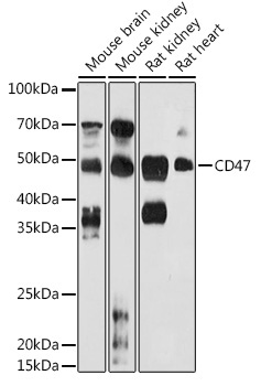 CD47 Rabbit Polyclonal Antibody