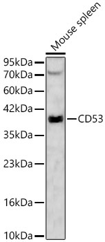 CD53 Rabbit Polyclonal Antibody