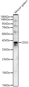 CD53 Rabbit Polyclonal Antibody