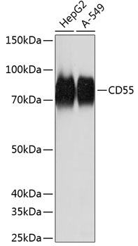 CD55 Rabbit Monoclonal Antibody