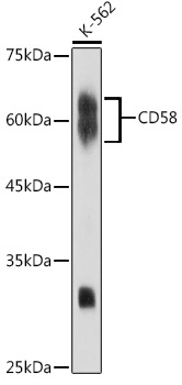CD58 Rabbit Monoclonal Antibody