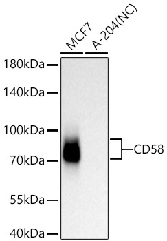 CD58 Rabbit Monoclonal Antibody