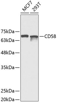 CD58 Rabbit Polyclonal Antibody