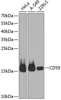 CD59 Rabbit Polyclonal Antibody