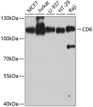 CD6 Rabbit Polyclonal Antibody