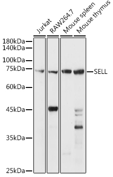 CD62L/L-Selectin Rabbit Polyclonal Antibody