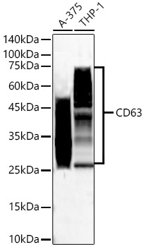 CD63 Rabbit Monoclonal Antibody