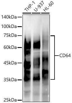 CD64 Rabbit Monoclonal Antibody