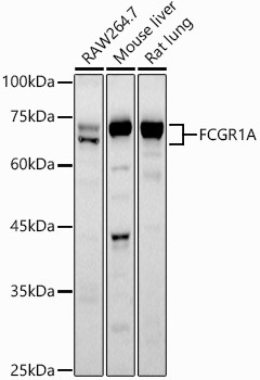 CD64 Rabbit Polyclonal Antibody