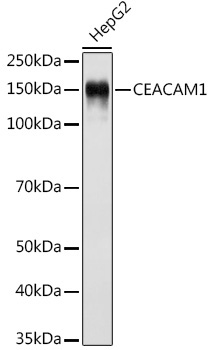 CD66a/CEACAM1 Rabbit Monoclonal Antibody