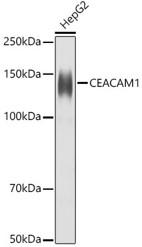 CD66a/CEACAM1 Rabbit Polyclonal Antibody