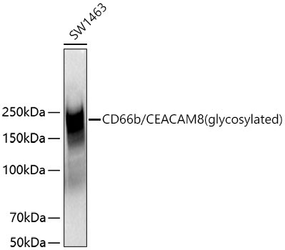 CD66b/CEACAM8 Rabbit Polyclonal Antibody