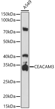 CD66d/CEACAM3 Rabbit Polyclonal Antibody