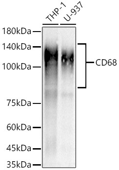 CD68 Rabbit Monoclonal Antibody