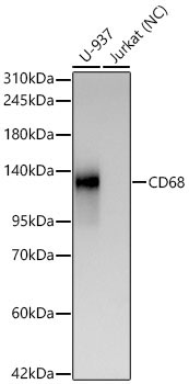 CD68 Rabbit Monoclonal Antibody