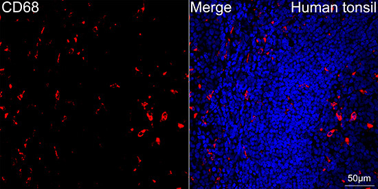 CD68 Rabbit Monoclonal Antibody - Image 5