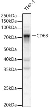 CD68 Rabbit Polyclonal Antibody
