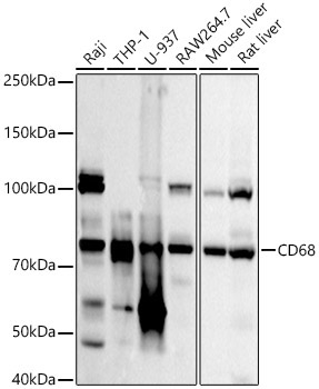CD68 Rabbit Polyclonal Antibody