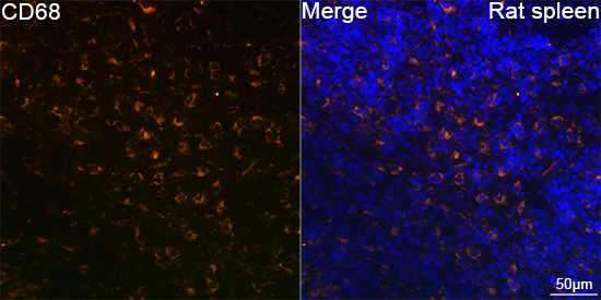 CD68 Rabbit Polyclonal Antibody - Image 2