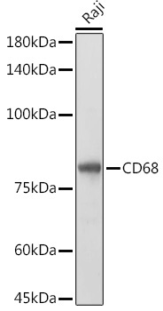 CD68 Rabbit Polyclonal Antibody - Image 3
