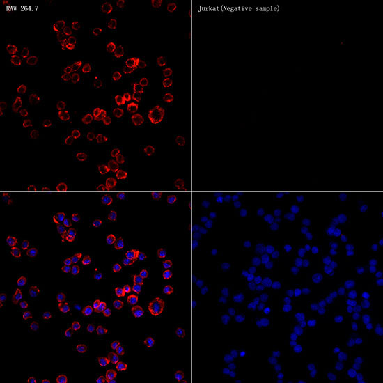 CD68 Rabbit Polyclonal Antibody - Image 9