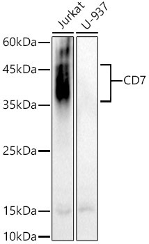 CD7 Rabbit Polyclonal Antibody