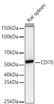 CD70 Rabbit Polyclonal Antibody