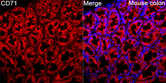 CD71 Rabbit Polyclonal Antibody - Image 2