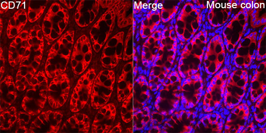 CD71 Rabbit Polyclonal Antibody - Image 3