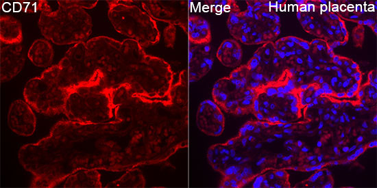 CD71 Rabbit Polyclonal Antibody - Image 4