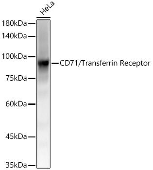 CD71/Transferrin Receptor Rabbit Monoclonal Antibody