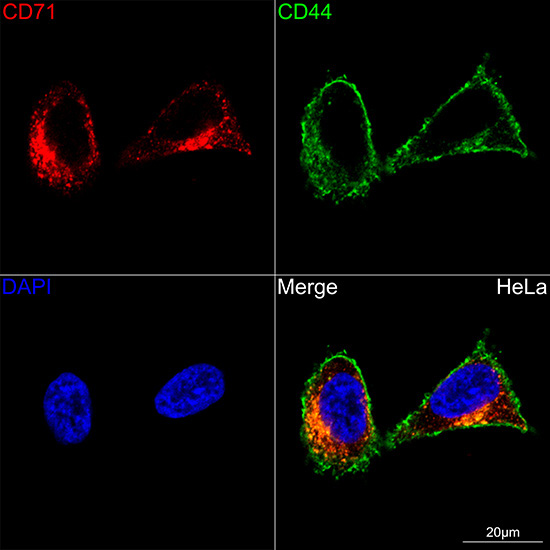 CD71/Transferrin Receptor Rabbit Monoclonal Antibody - Image 3