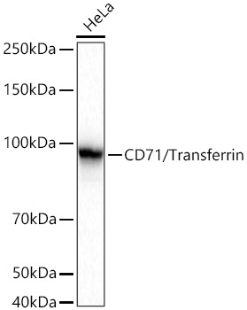 CD71/Transferrin Receptor Rabbit Polyclonal Antibody