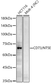 CD73/NT5E Rabbit Monoclonal Antibody