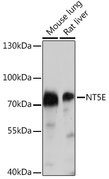 CD73/NT5E Rabbit Polyclonal Antibody