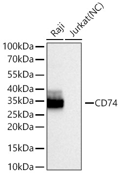 CD74 Rabbit Monoclonal Antibody