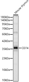 CD74 Rabbit Polyclonal Antibody