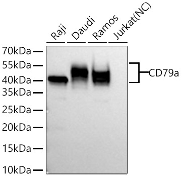 CD79a Rabbit Monoclonal Antibody