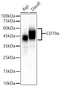 CD79a Rabbit Monoclonal Antibody