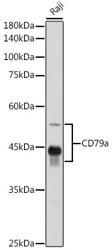 CD79a Rabbit Polyclonal Antibody