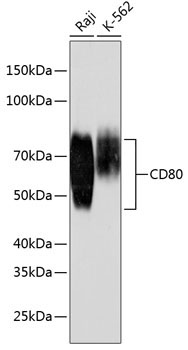 CD80 Rabbit Monoclonal Antibody