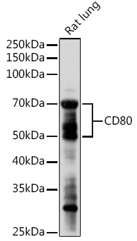 CD80 Rabbit Polyclonal Antibody