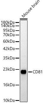 CD81 Rabbit Polyclonal Antibody