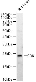 CD81 Rabbit Polyclonal Antibody - Image 2